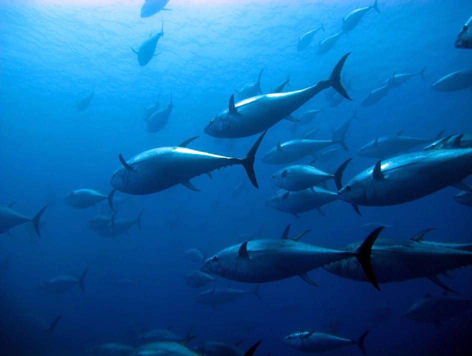 Sustainable Tuna: From Vision to Reality with Next Tuna’s Floating Revolution